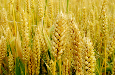 小麦市场研究