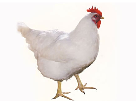 肉毛鸡价格市场行情