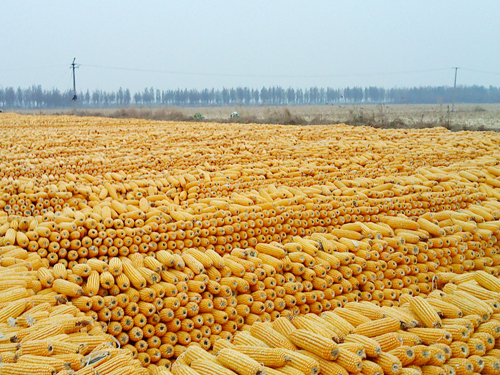 2015年7月16日河南地区玉米价格,最新市场行情预测