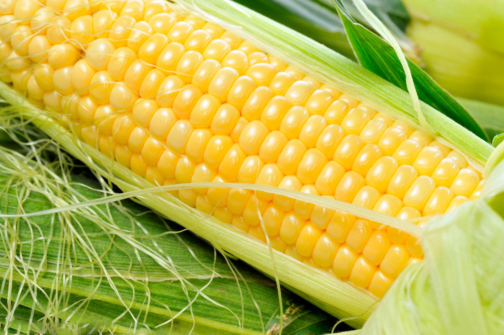 玉米价格最新市场行情走势