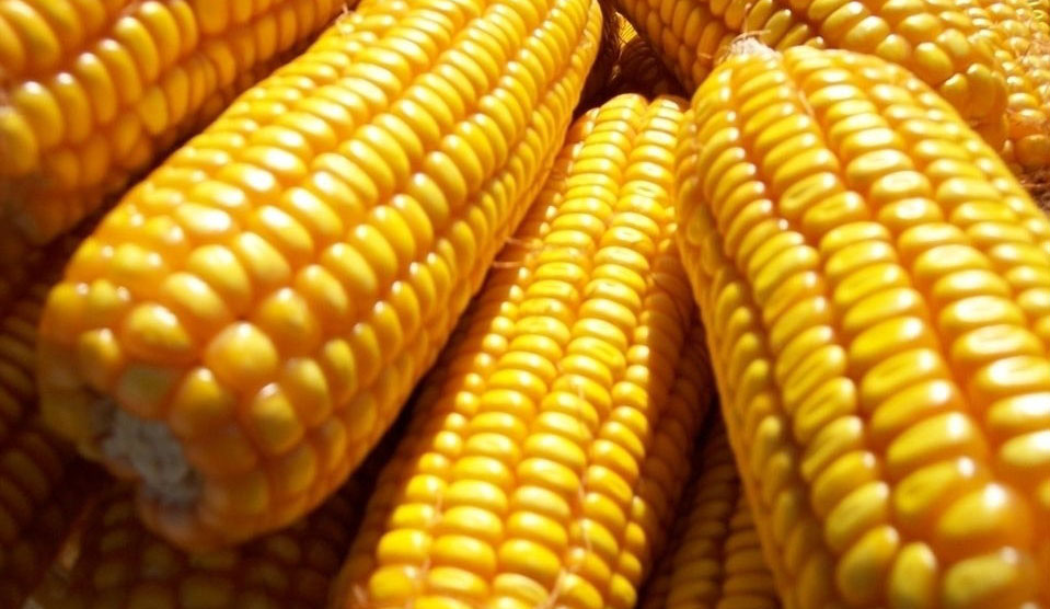 2015年全国各地玉米价格最新市场行情走势