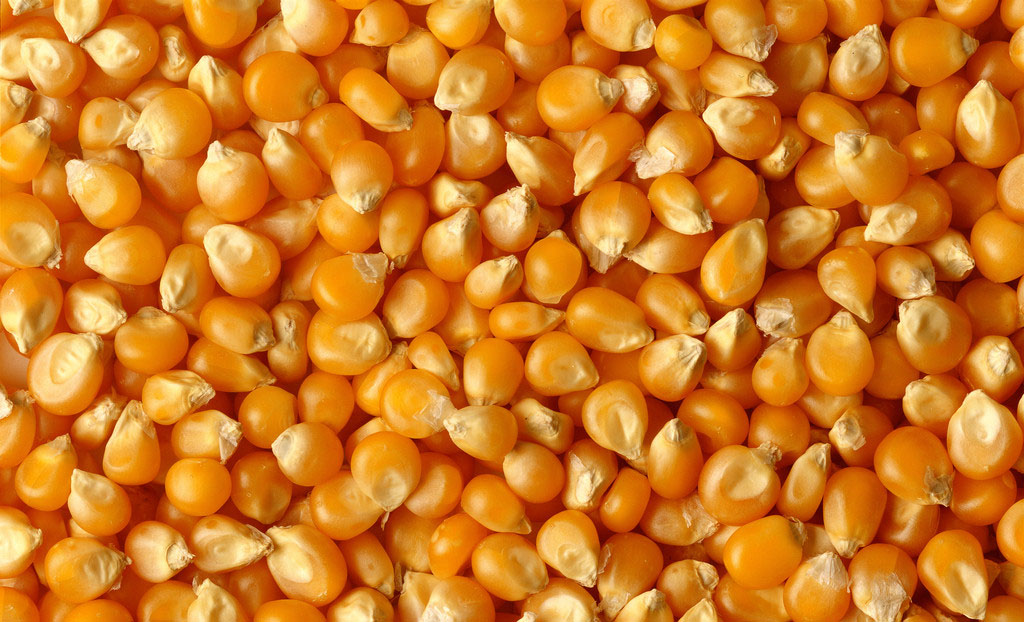 2015年10月10日全国各地玉米价格最新市场行情预测
