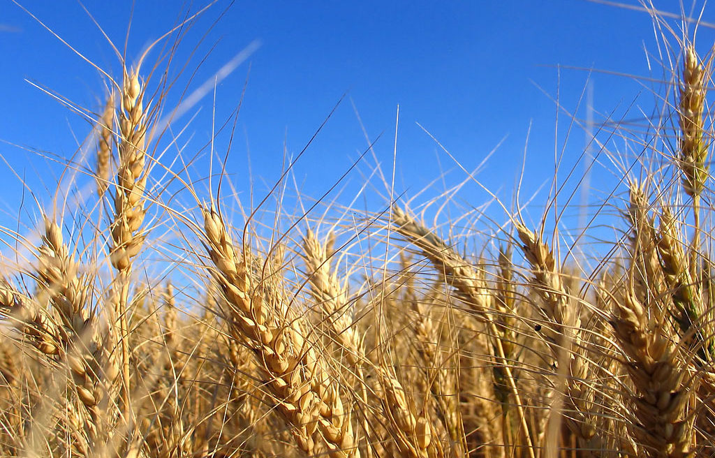 2015年10月12日全国各地小麦价格最新市场行情预测
