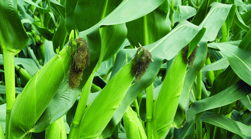 2015年10月16日全国各地玉米价格最新市场行情走势分析