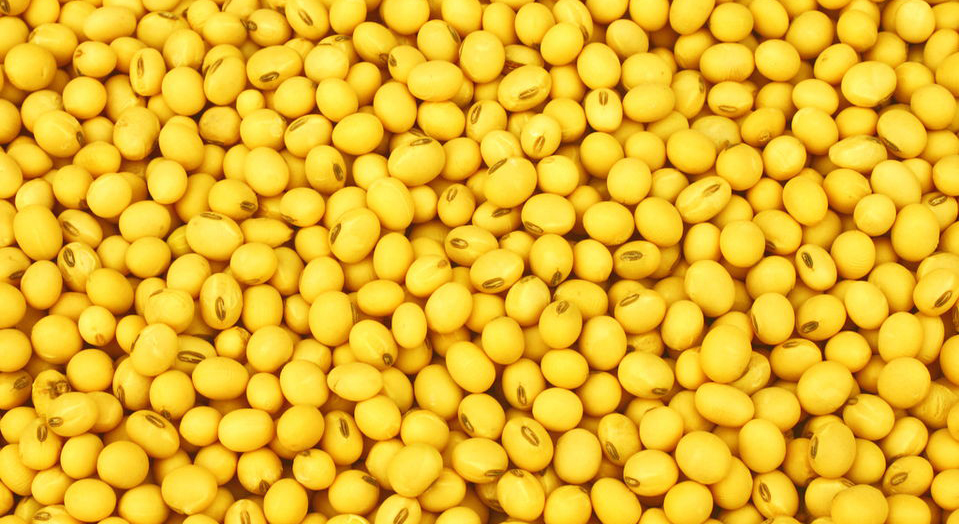 2015年10月21日全国各地豆粕价格最新市场行情预测