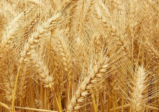 　　小麦市场购销平缓 南方麦市步入拉锯战阶段