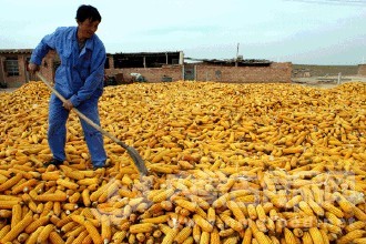 玉米新政策出台：市场化收购+补贴