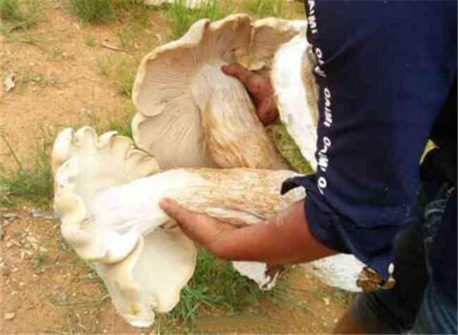 云南一村民捡到巨型野生菌 菌根比腿粗