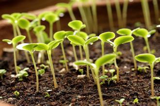 生物菌肥改土养根技术