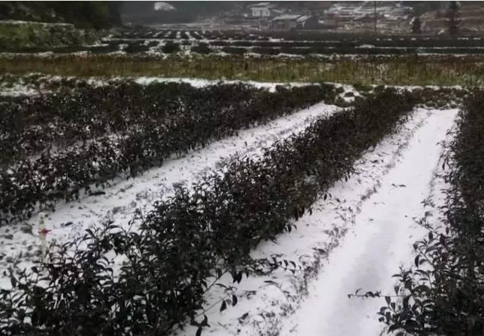 　　广东省茂名市高州市古丁镇农作物遭受低温冻害