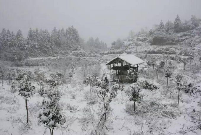 雪灾致广西桂林市资源县资源镇果园受灾