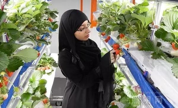 国内外LED植物工厂发展情况如何？