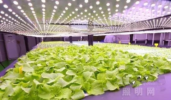 国内外LED植物工厂发展情况如何？