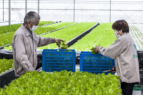 苏芽跨界经营植物工厂 成功实现京东网上销售
