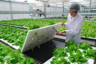 “炙手可热”的植物工厂究竟能否盈利?