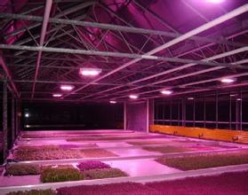 国外市场风生水起 国内植物照明难发展?