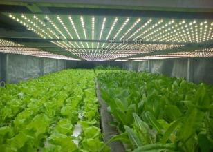 LED植物照明市场 在低调中绽放