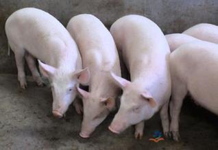 2016年9月4日河北生猪价格今日猪价最新市场行情预测