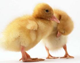 2016年9月5日全国肉苗鸡价格行情