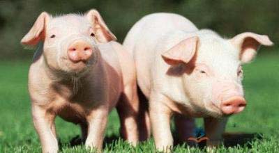 2016年9月5日河南生猪价格行情