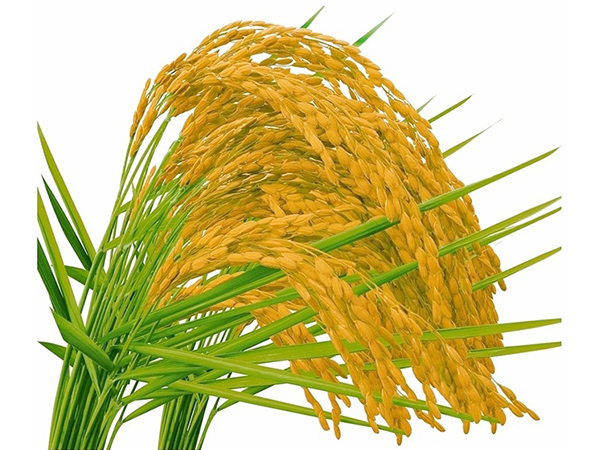 稻谷场景动漫手绘