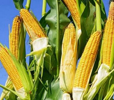 一号文件:玉米、水稻、大豆政策有何变化?