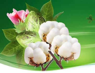 棉花价格持续上行 市场供需主导走势