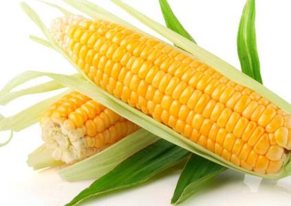 2017年3月10日湖南玉米价格行情