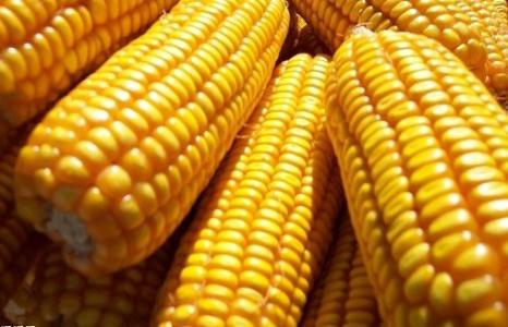 2017年3月13日湖南玉米价格行情