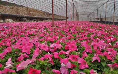 2016年云南花卉产业市场分析：鲜切花产量全国“23连冠”