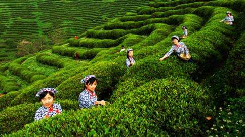 济南普洱茶行业分析调查 小茶叶如何提档升级