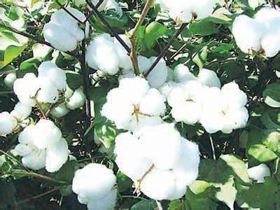 2017年棉花价格同比或涨9%