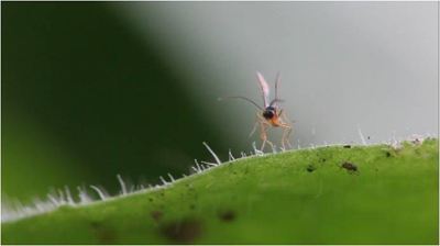 云南蚜茧蜂防治烟蚜技术推广全覆盖