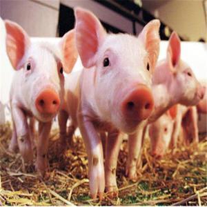 2017年4月24日全国生猪价格行情走势