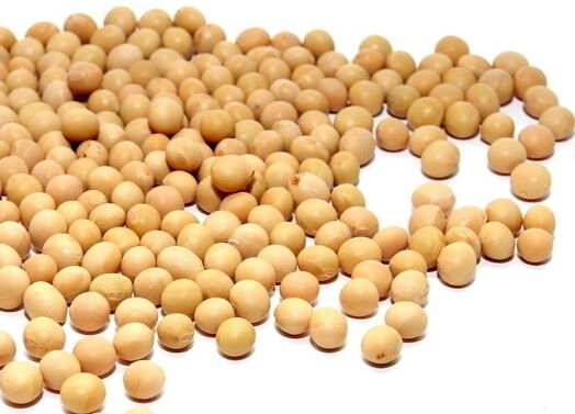 美豆6月走势将直接左右豆粕市场