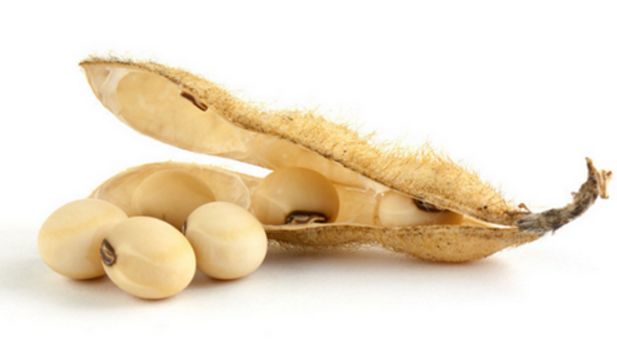 阿根廷大豆现货市场价格稳中有降