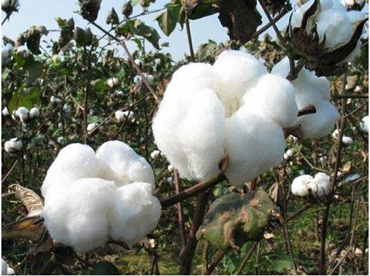 2017年我国上半年农产品进出口概况