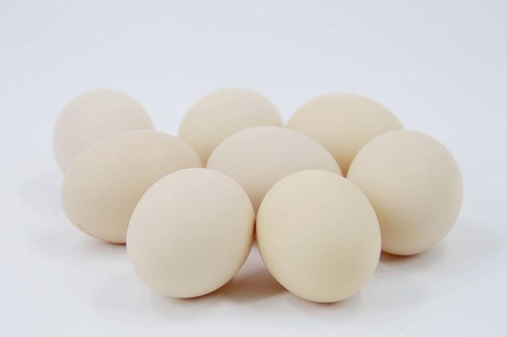 2017.8.16日全国各地鸡蛋批发价格市场行情