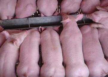 2017.8.23北京外三元生猪价格