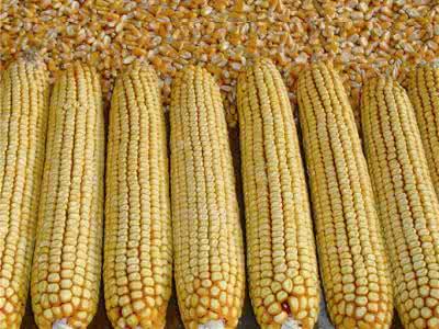 2017年我国玉米种子市场现状分析与发展趋势分析