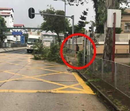 天鸽台风周润发冒台风砍树清路被拍