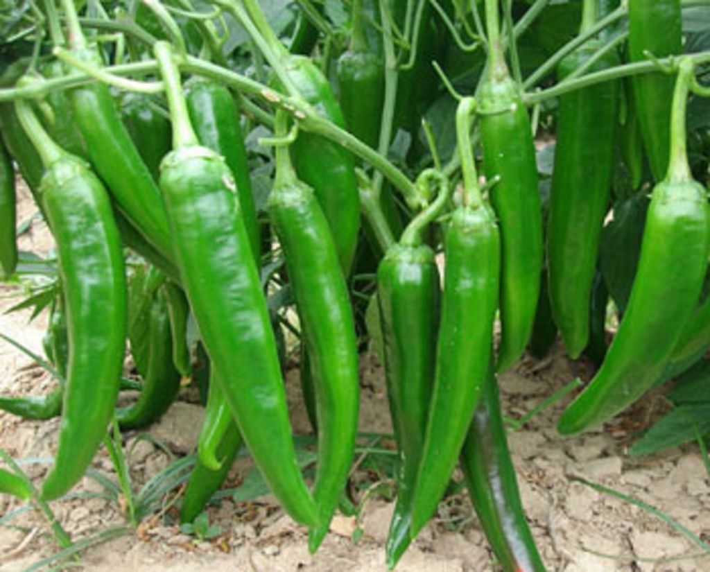 2017.9.14日京津冀青辣椒价格行情趋势 青辣椒多钱一斤