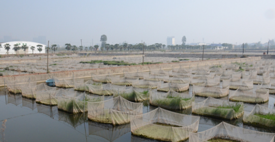 微生态制剂在水产养殖中应用