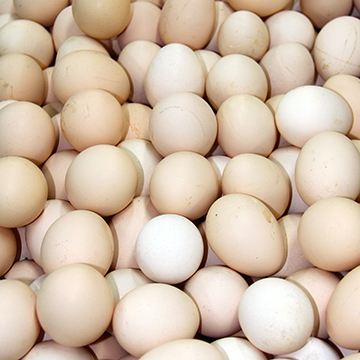 2017年9.21日北京鸡蛋价格 北京鸡蛋一斤多少钱