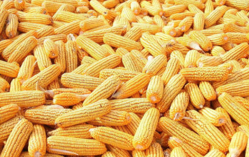 国家粮油信息:东北玉米收购价格仍存在走低空间