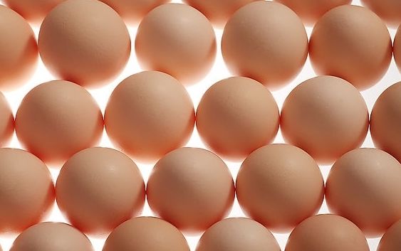 2017年10.17日北京鸡蛋价格 北京鸡蛋多钱一斤