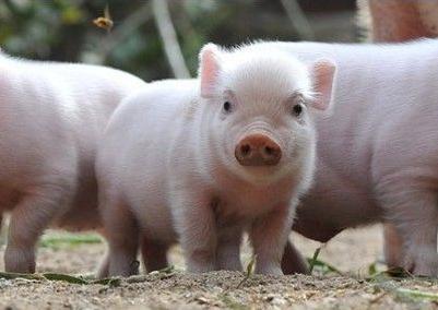 2017.11.28今日山东生猪价格行情趋势分析报告