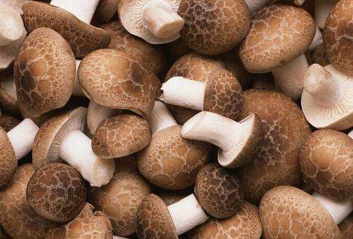 2017年11月28日京津冀鲜香菇批发价格行情分析报告