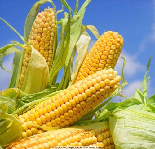 2017年12月1日中国粮油早间行情分析报告