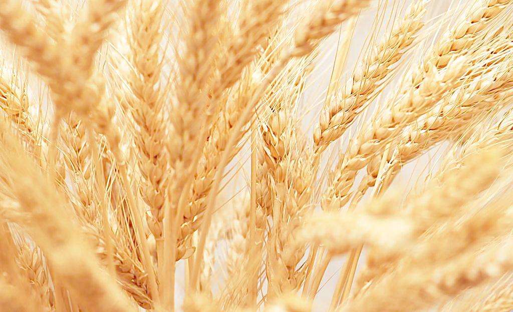 2017年12月1日中国粮油早间行情分析报告